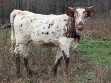 Hydro x Crazy Girl HEIFER 